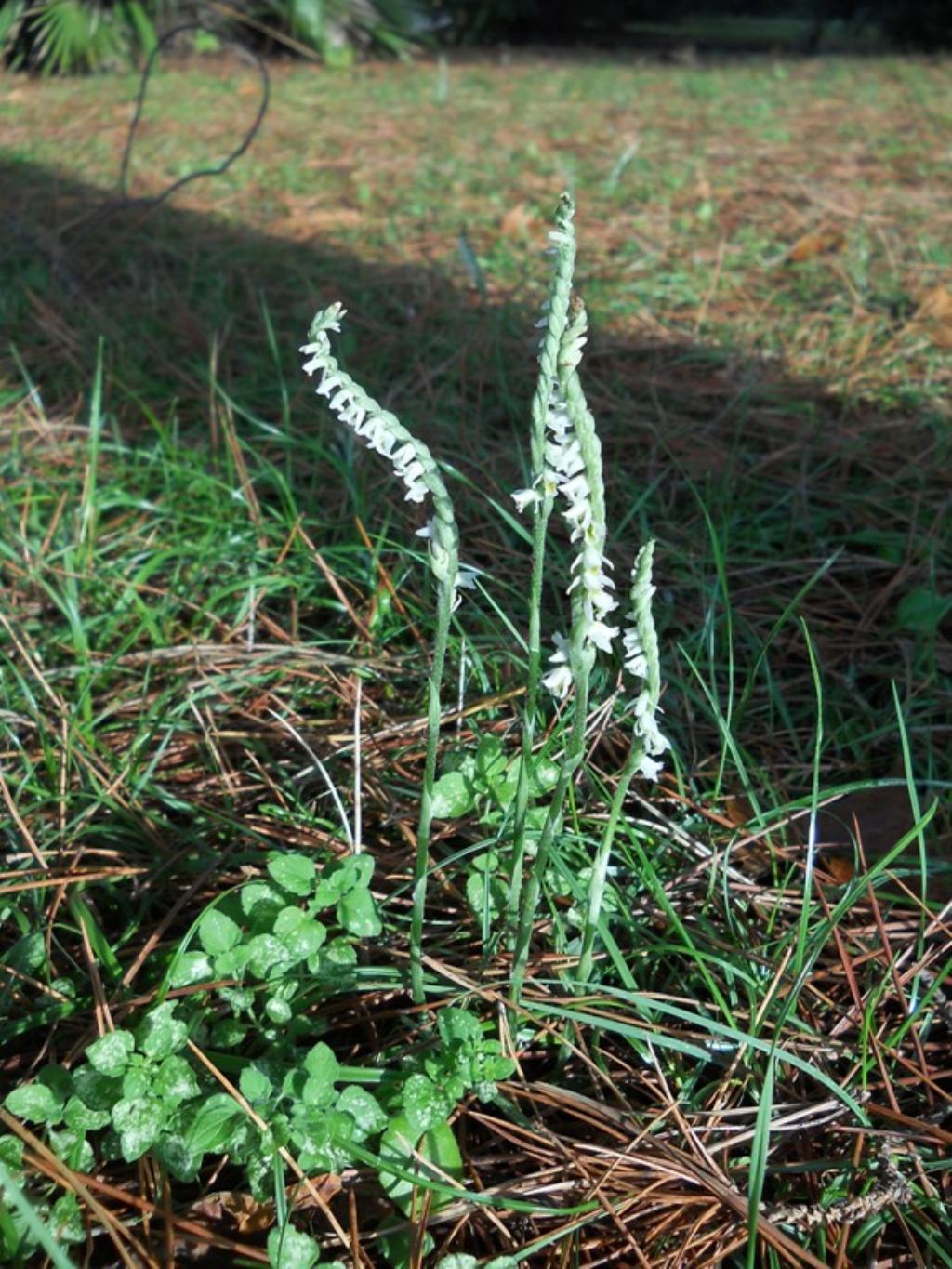 Spiranthes spiralis: riassunto...